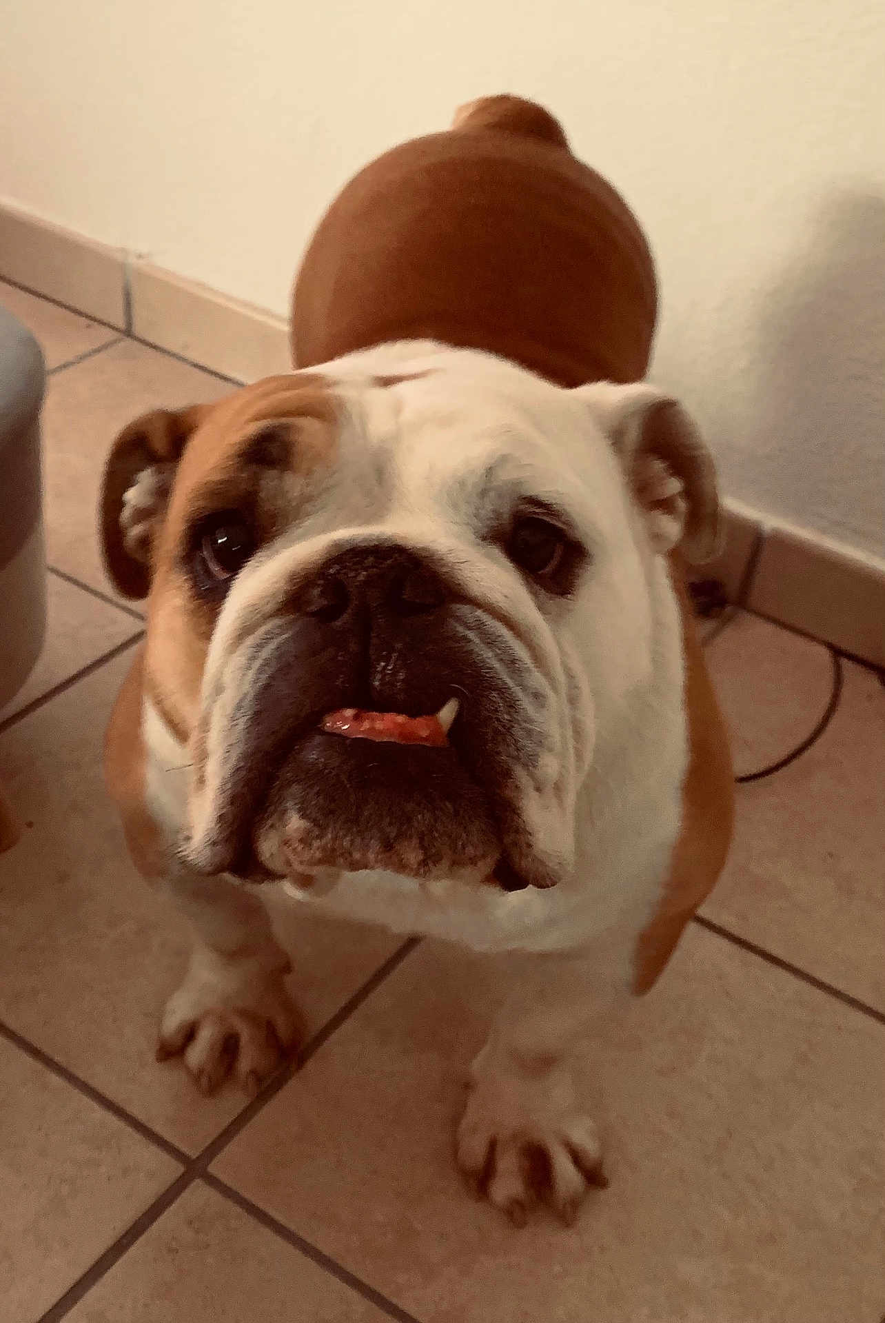 Lélé participe au concours pour gagner de l'argent avec cette photo : bulldog, dog, pet, animal, indoor, floor, tile, brown, white, cute, muzzle, face, paw, companion, canine, looking_up, ears, nose, tongue, domestic
