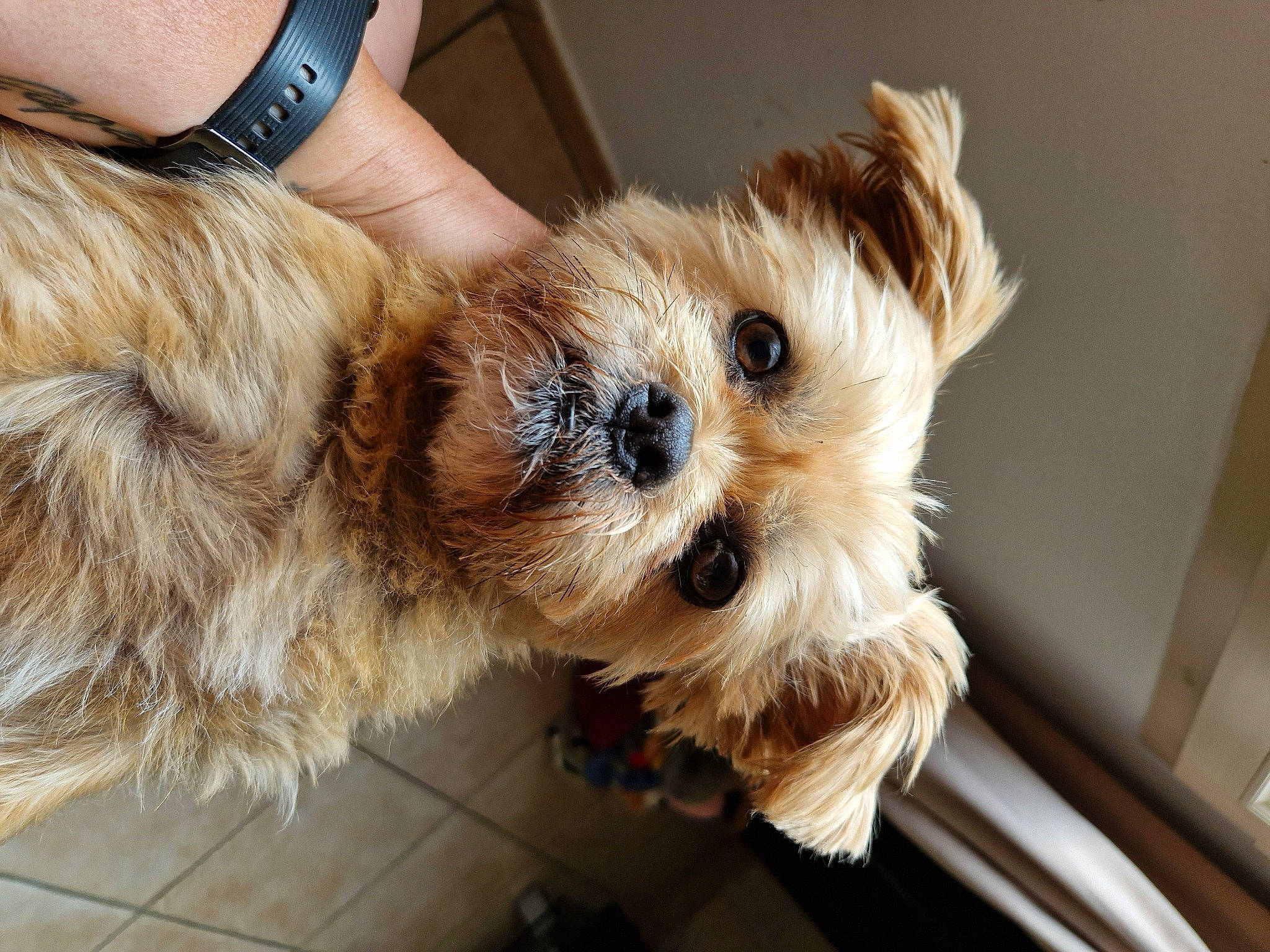 Praline participe au concours pour gagner de l'argent avec cette photo : biewer_terrier, canidae, carnivore, clock, collar, companion_dog, dog, dog_breed, dog_collar, fawn, fur, small_terrier, snout, sporting_group, terrier, toy, toy_dog, watch, working_animal, wrist