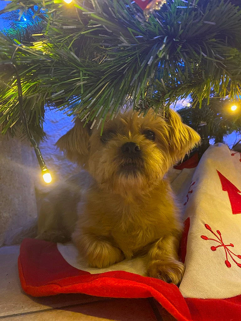 Praline a rejoint le concours — aidez-le/la à gagner de superbes lots ! canidae, carnivore, christmas_decoration, christmas_ornament, christmas_tree, companion_dog, dog, dog_breed, dog_supply, event, fawn, holiday, holiday_ornament, light, liver, snout, sporting_group, terrier, toy_dog, tree