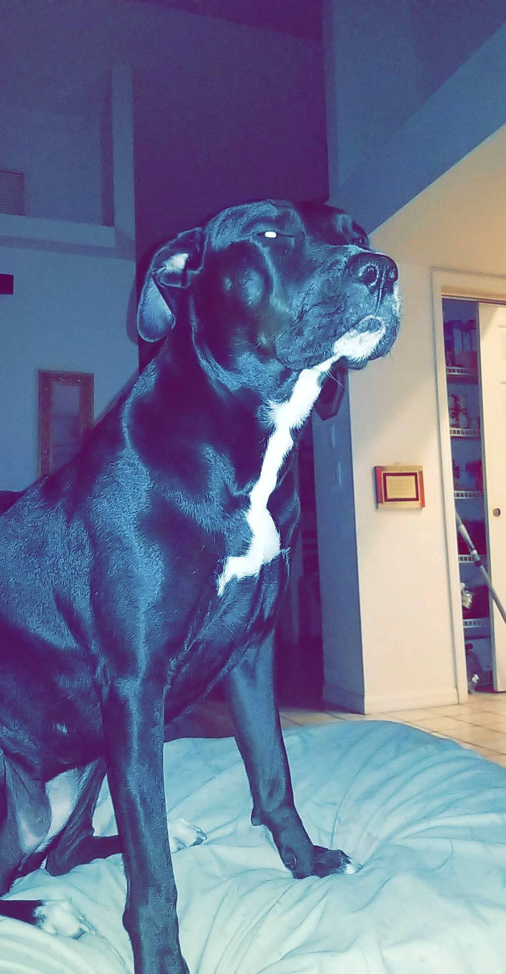 Reba joined the competition — help win amazing prizes! art, canidae, carnivore, companion_dog, couch, dog, dog_breed, dog_collar, electric_blue, fawn, fur, guard_dog, metal, sculpture, snout, sporting_group, statue, tail, whiskers, working_animal