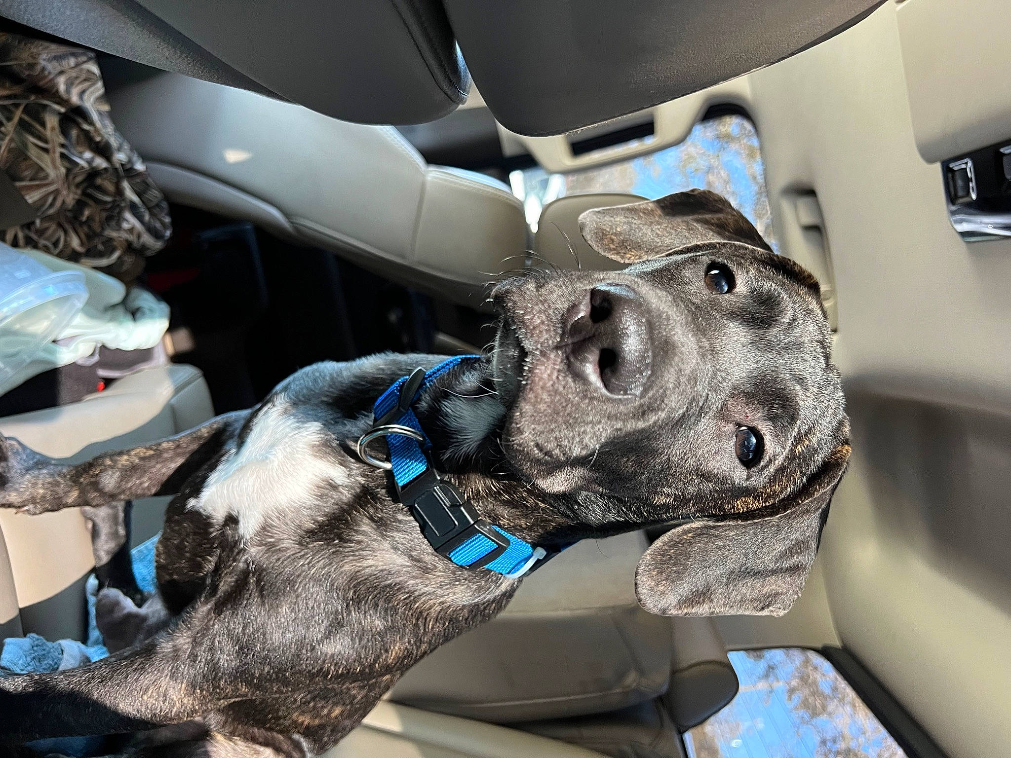 Diesel joined the competition — help win amazing prizes! auto_part, automotive_design, automotive_exterior, automotive_tire, car, car_seat, car_seat_cover, carnivore, collar, companion_dog, dog, dog_breed, jaw, motor_vehicle, snout, steering_part, steering_wheel, vehicle, vehicle_door, working_animal