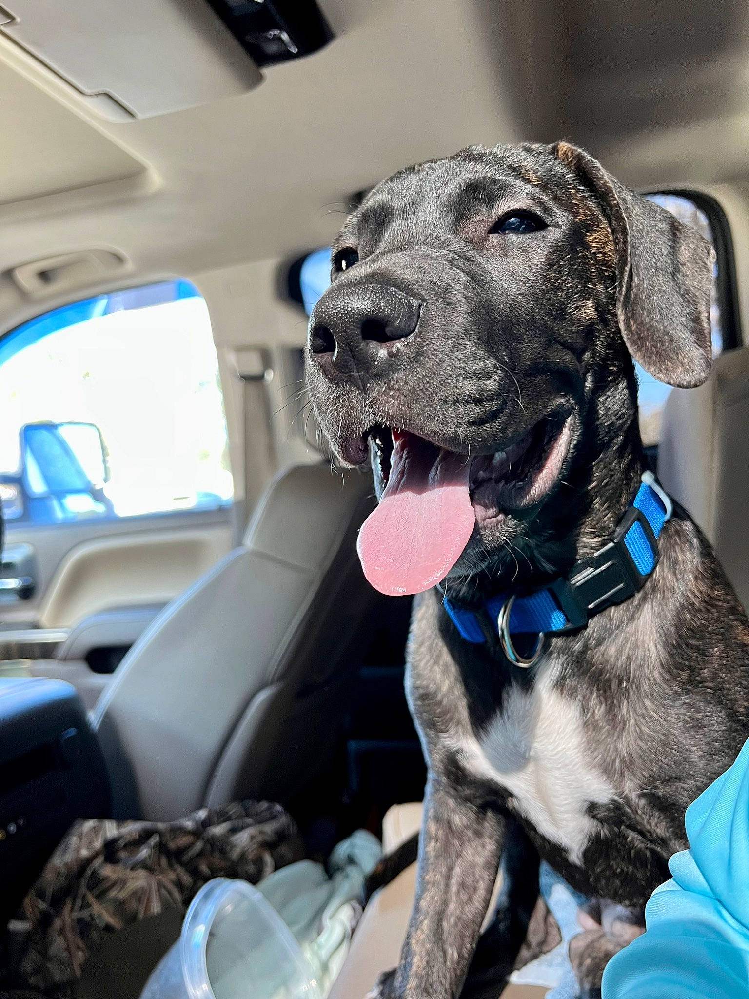 Diesel is registered to the contest to win money with this photo: canidae, car, carnivore, collar, companion_dog, dog, dog_breed, dog_collar, dog_supply, fawn, gun_dog, head_restraint, liver, pet_supply, snout, sporting_group, vehicle, vehicle_door, window, working_animal