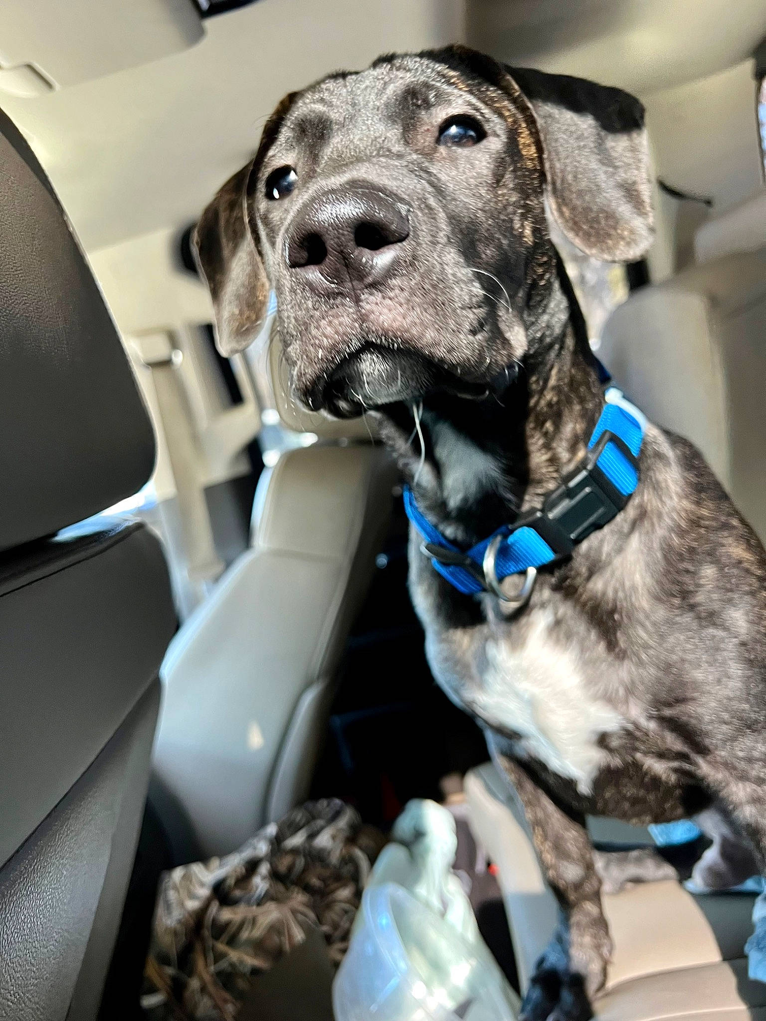Diesel is registered to the contest to win money with this photo: auto_part, canidae, car, car_seat, carnivore, collar, companion_dog, dog, dog_breed, dog_collar, fawn, gun_dog, non_sporting_group, snout, sporting_group, vehicle, vehicle_door, windshield, working_animal, working_dog