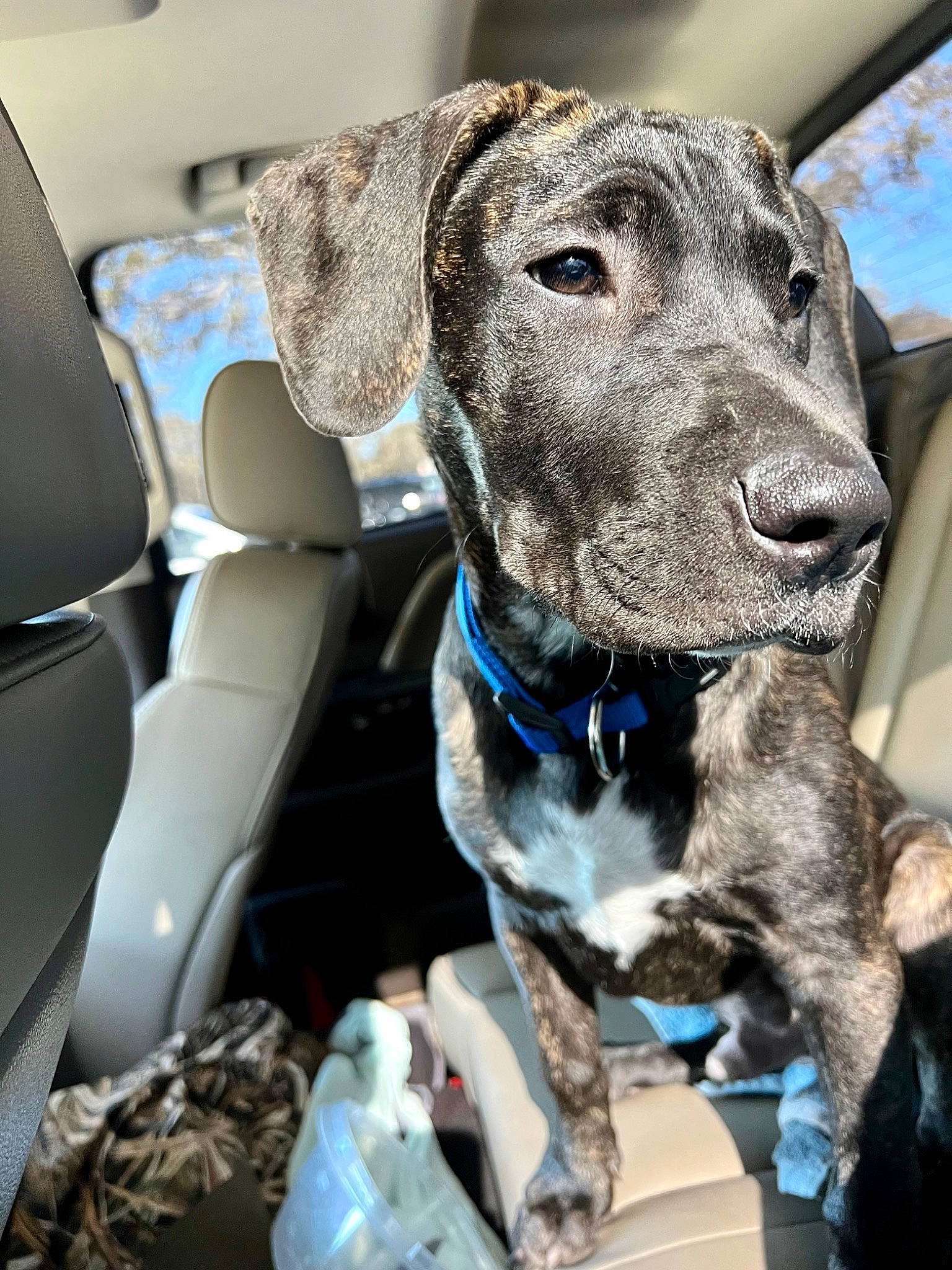 Diesel is registered to the contest to win money with this photo: auto_part, canidae, car, carnivore, cloud, collar, companion_dog, dog, dog_breed, dog_collar, dog_supply, fawn, head_restraint, liver, pet_supply, snout, sporting_group, vehicle, whiskers, working_animal