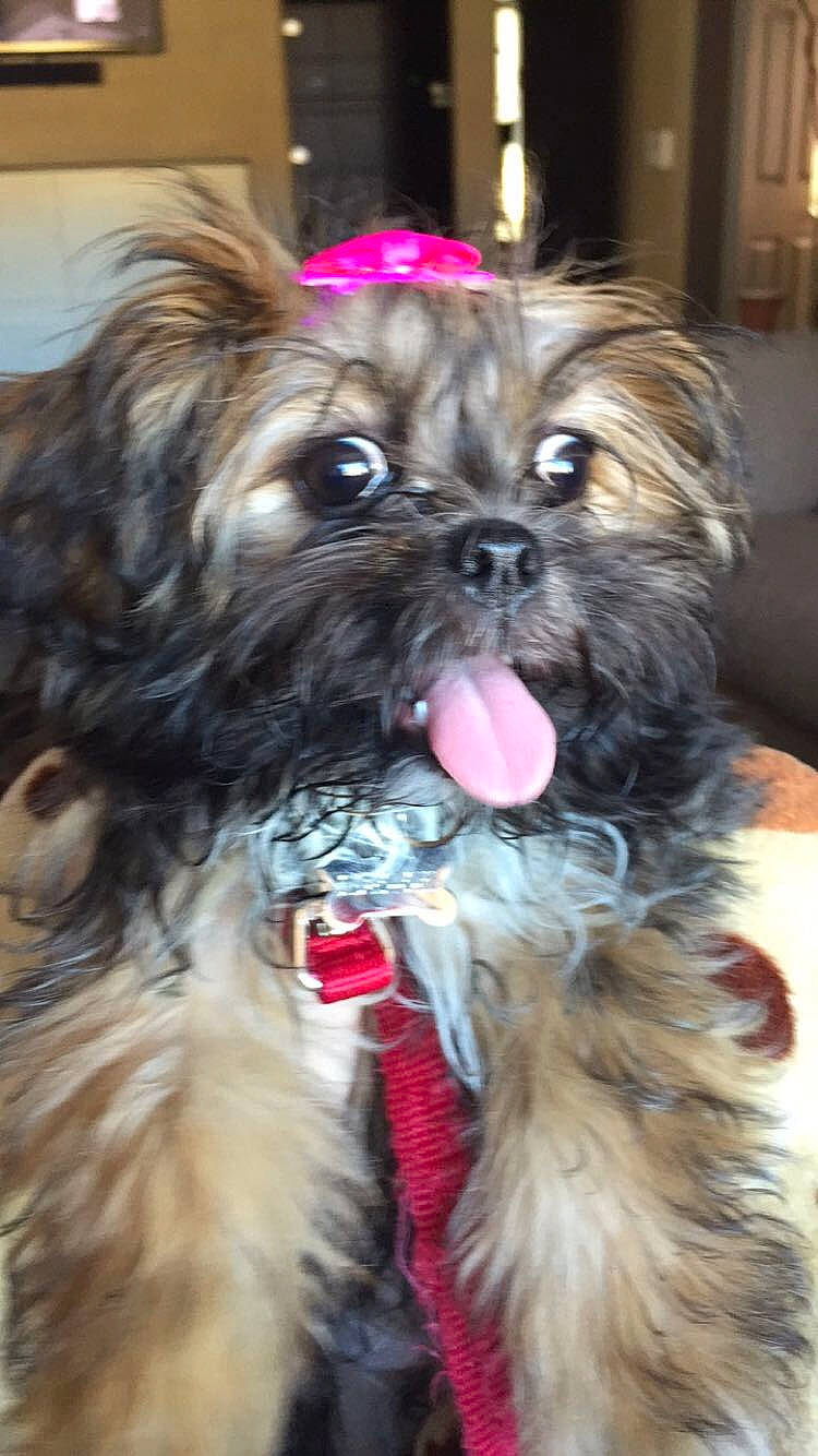 Delilah is registered to the contest to win money with this photo: biting, canidae, carnivore, companion_dog, dog, dog_breed, dog_supply, eye, fawn, fur, liver, maltepoo, natural_material, shih_tzu, snout, sporting_group, terrestrial_animal, toy_dog, whiskers, working_animal
