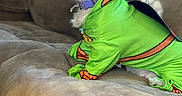 Snickers is registered to the contest to win money with this photo: dog, shih_tzu, pet, costume, green_outfit, superhero, orange_trim, collar, couch, sofa, indoor, portrait, sitting, fluffy, black_and_white, facial_hair, long_fur, looking_up, domestic_animal, funny