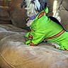 dog, shih_tzu, pet, costume, green_outfit, superhero, orange_trim, collar, couch, sofa, indoor, portrait, sitting, fluffy, black_and_white, facial_hair, long_fur, looking_up, domestic_animal, funny