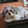 dog, cat, shih_tzu, pet, fluffy, white_dog, small_dog, animal, portrait, indoors, cabinet, furniture, wood, window, bars, lying_down, looking_at_camera, collar, cute, home