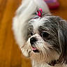Snickers joined the competition — help win amazing prizes! dog, small_dog, fluffy, long_hair, gray_and_white, bow, tongue, cute, portrait, close_up, pet, companion_animal, indoors, warm_lighting, wooden_background, looking_at_camera, sitting, groomed, shih_tzu, facial_expression