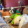 Snickers is registered to the contest to win money with this photo: dog, shih_tzu, pet, costume, superhero, green_outfit, fluffy, small_dog, portrait, sitting, indoors, living_room, couch, blanket, stairs, home, brown_and_white, long_hair, companion_animal, funny