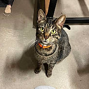 Bean is registered to the contest to win money with this photo: cat, close_up, collar, concrete_floor, curious, floor_stain, furniture_leg, human_knee, indoor, looking_up, metal_frame, orange_collar, paws, pet, shadow, sitting, tabby_cat, toy_mouse, whiskers, yellow_eyes