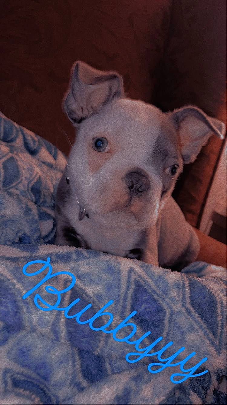 Bubby joined the competition — help win amazing prizes! canidae, carnivore, collar, comfort, companion_dog, dog, dog_breed, dog_supply, fawn, non_sporting_group, pet_supply, photo_caption, puppy, puppy_love, sporting_group, terrestrial_animal, toy_dog, whiskers, working_animal