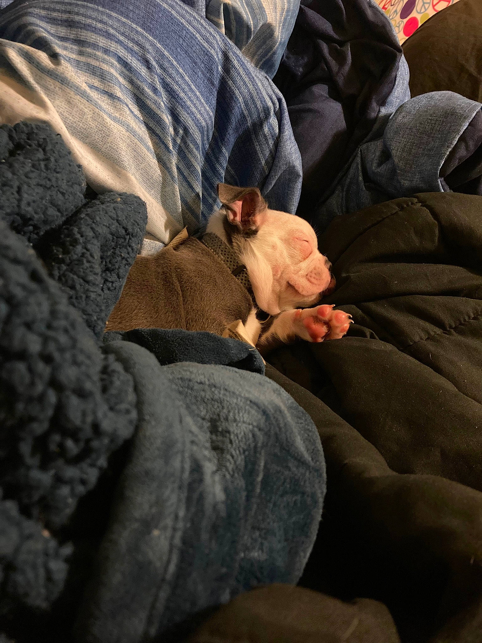 Bubby joined the competition — help win amazing prizes! auto_part, car_seat, carnivore, comfort, companion_dog, dog_breed, fawn, felidae, finger, fur, grey, human_leg, lap, linens, nap, sitting, small_to_medium_sized_cats, sporting_group, thigh, whiskers