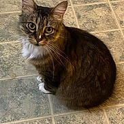 Muffin is registered to the contest to win money with this photo: cat, tabby, pet, animal, feline, whiskers, ears, eyes, fur, sitting, floor, indoor, curious, looking_up, white_paws, white_chest, tabby_pattern, domestic_cat, cute, companion