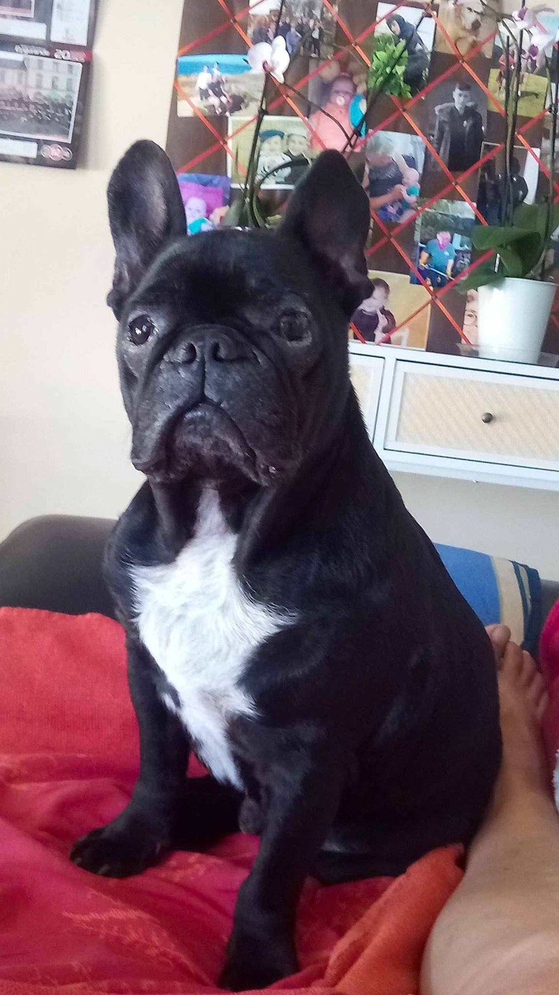 Lego participe au concours pour gagner de l'argent avec cette photo : bulldog, canidae, carnivore, comfort, companion_dog, dog, dog_breed, ear, fawn, flowerpot, houseplant, molosser, plant, snout, sporting_group, terrestrial_animal, toy_dog, whiskers, working_animal, wrinkle