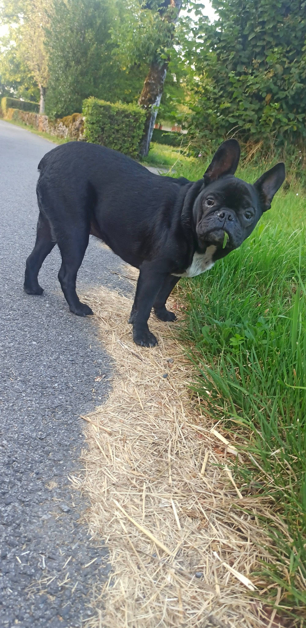 Lego participe au concours pour gagner de l'argent avec cette photo : art, bulldog, canidae, carnivore, companion_dog, dog, dog_breed, dog_collar, fawn, french_bulldog, grass, molosser, plant, sculpture, snout, sporting_group, tail, terrestrial_animal, toy_dog, working_animal