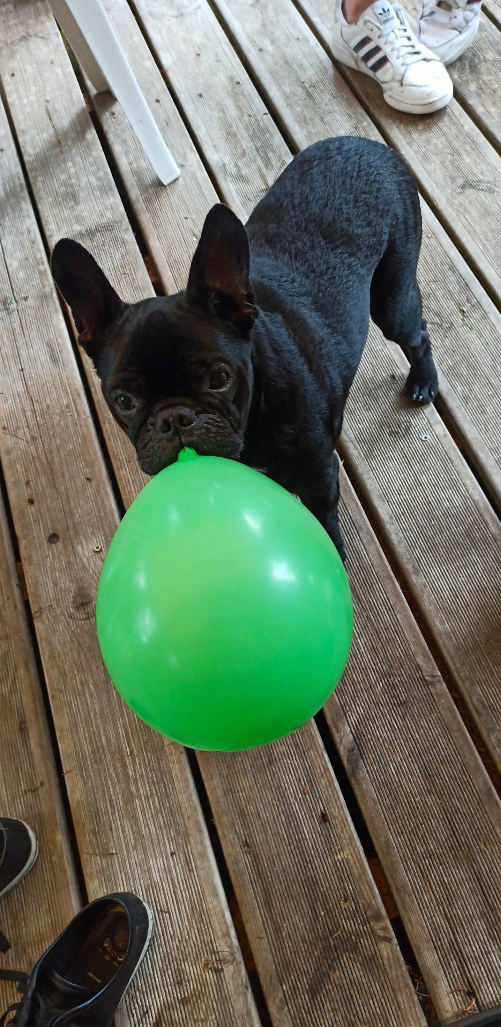 Lego a rejoint le concours — aidez-le/la à gagner de superbes lots ! art, balloon, bulldog, carnivore, circle, collar, companion_dog, dog, dog_breed, dog_collar, ear, hardwood, party_supply, sculpture, snout, sporting_group, treibball, whiskers, wood, working_animal