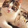cat, tabby, white_fur, pet, animal, portrait, close_up, lying_down, relaxed, indoors, wood_floor, cushion, whiskers, pink_nose, green_eyes, paws, fur, sunlight, cozy, cute