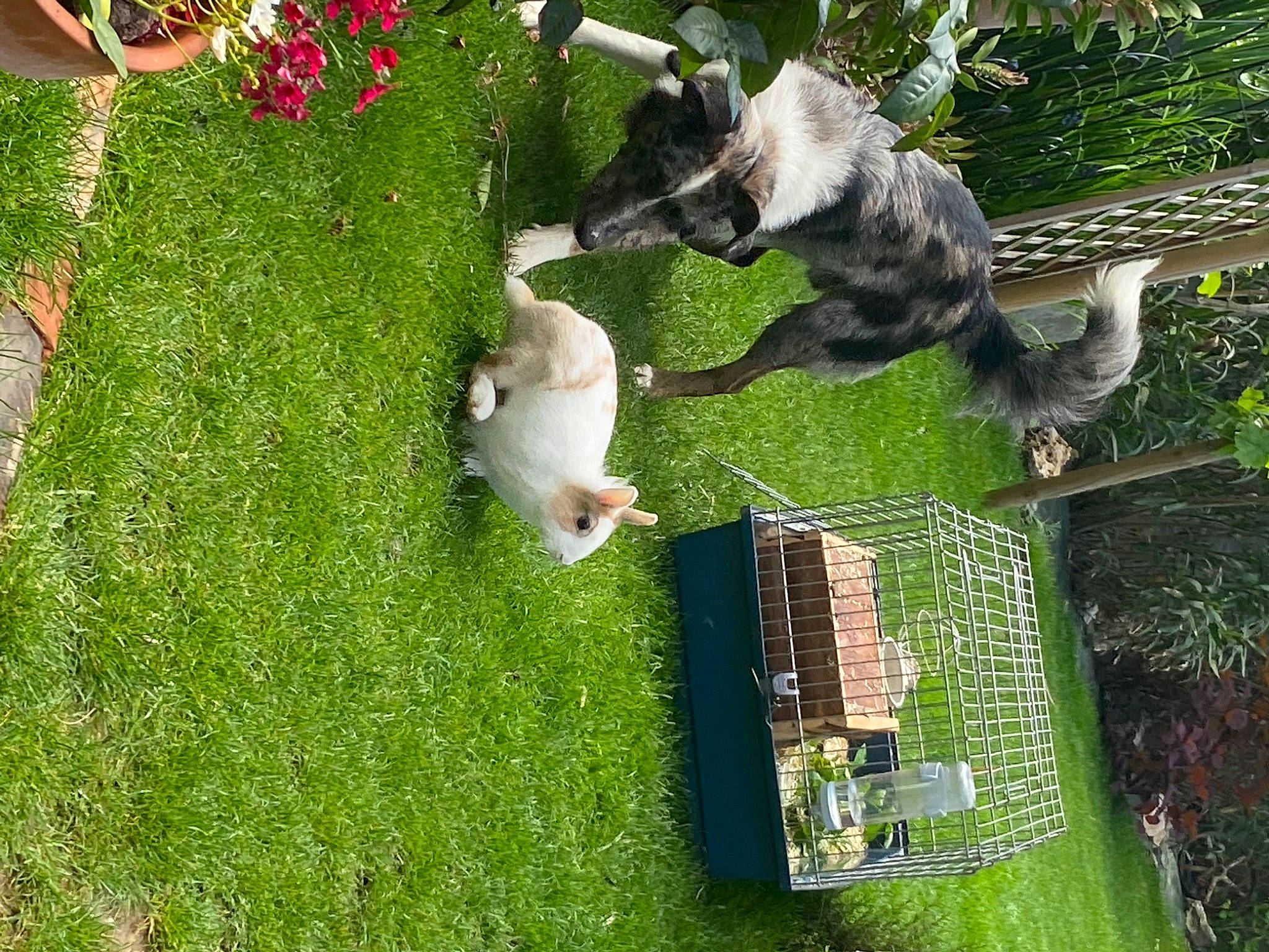 Pongo a rejoint le concours — aidez-le/la à gagner de superbes lots ! backyard, canidae, carnivore, companion_dog, dog, dog_breed, garden, grass, green, groundcover, landscape, landscaping, lawn, plant, schnauzer, shrub, sporting_group, standard_schnauzer, tail, yard