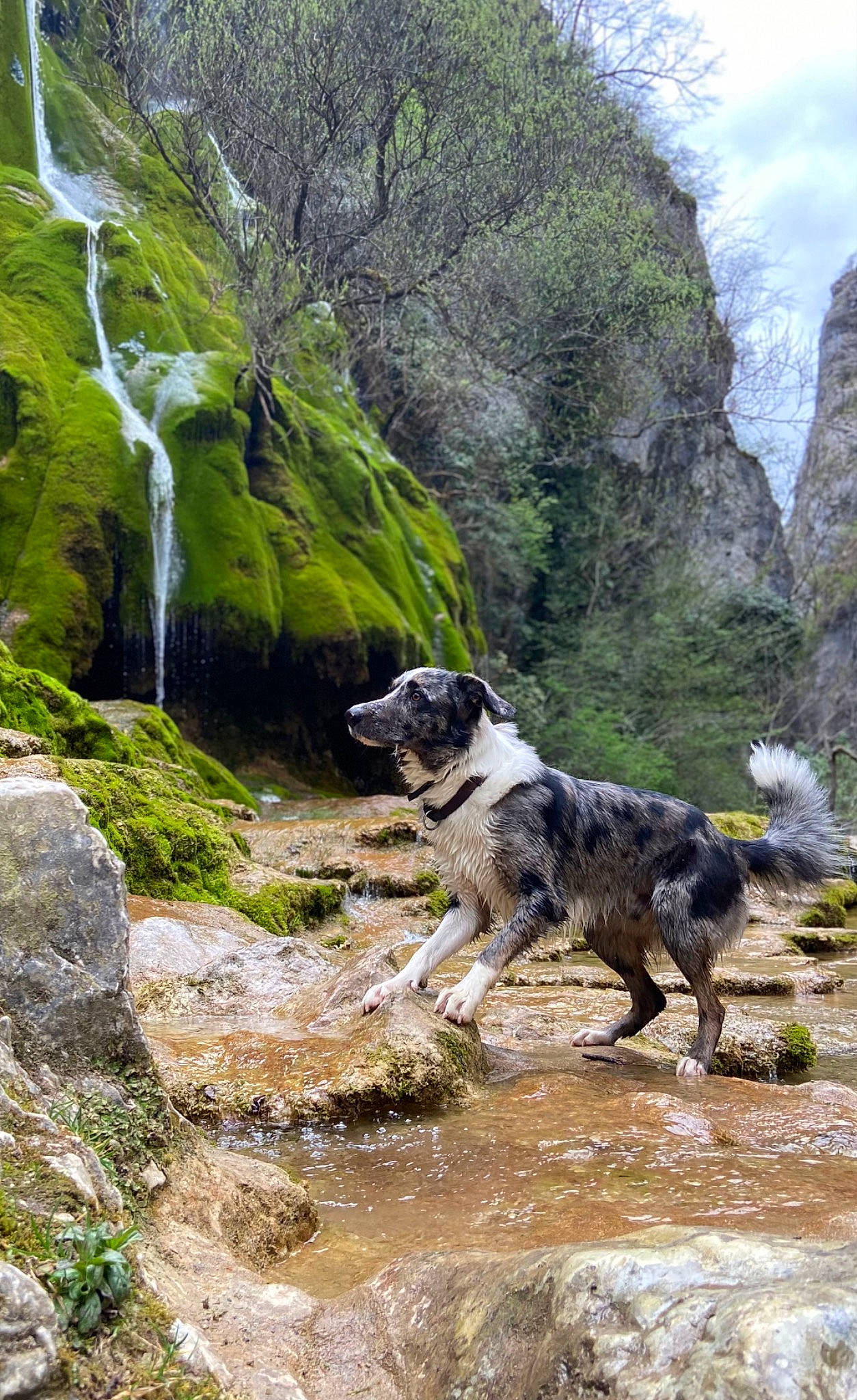 Pongo a rejoint le concours — aidez-le/la à gagner de superbes lots ! bedrock, carnivore, cloud, dog, dog_breed, geological_phenomenon, highland, landscape, mountain, mountain_range, mountainous_landforms, natural_landscape, plant, rock, sky, sporting_group, water, watercourse, waterfall, working_animal