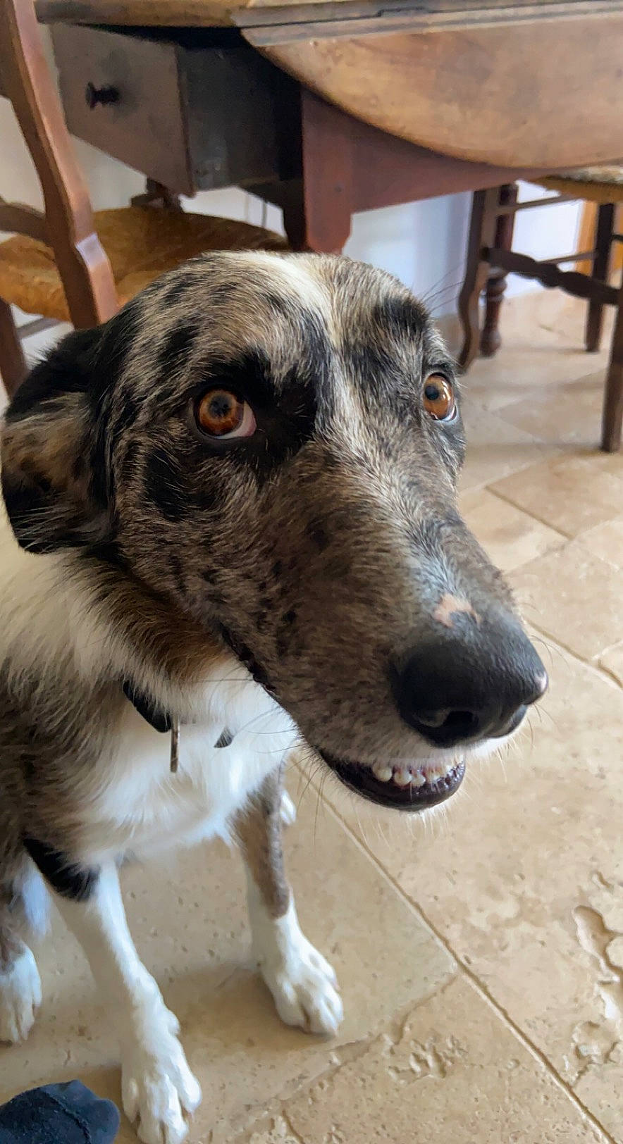 Pongo participe au concours pour gagner de l'argent avec cette photo : balance, canidae, carnivore, chair, companion_dog, dog, dog_breed, eye, flooring, fur, metal, snout, sporting_group, terrestrial_animal, whiskers, wood, working_animal, working_dog