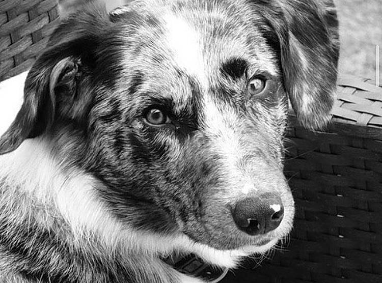 Pongo a rejoint le concours — aidez-le/la à gagner de superbes lots ! brick, canidae, carnivore, companion_dog, dog, dog_breed, eye, fur, head, herding_dog, iris, monochrome, monochrome_photography, sporting_group, street_dog, style, symmetry, terrestrial_animal, whiskers, working_dog