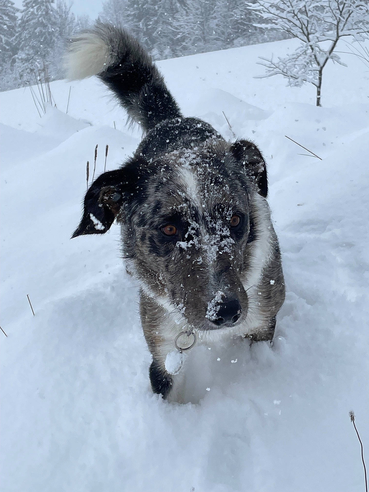 Pongo a rejoint le concours — aidez-le/la à gagner de superbes lots ! canidae, carnivore, collar, dog, dog_breed, dog_collar, freezing, fur, guard_dog, leash, precipitation, snout, snow, sporting_group, tail, tree, whiskers, winter, working_animal, working_dog