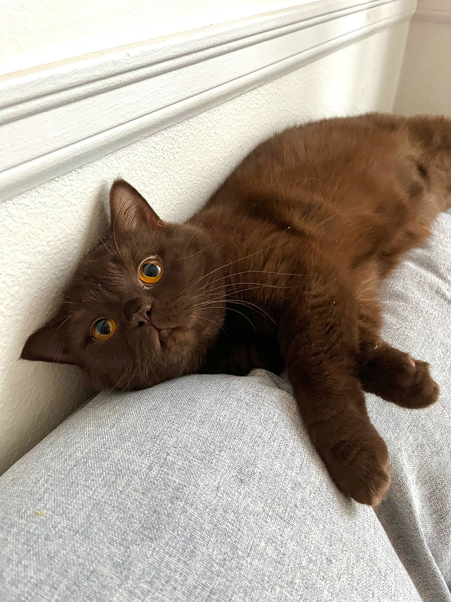 Moose is registered to the contest to win money with this photo: black_cat, bombay, brown, carnivore, cat, claw, comfort, domestic_short_haired_cat, felidae, fur, havana_brown, liver, mammal, small_to_medium_sized_cats, tail, terrestrial_animal, whiskers