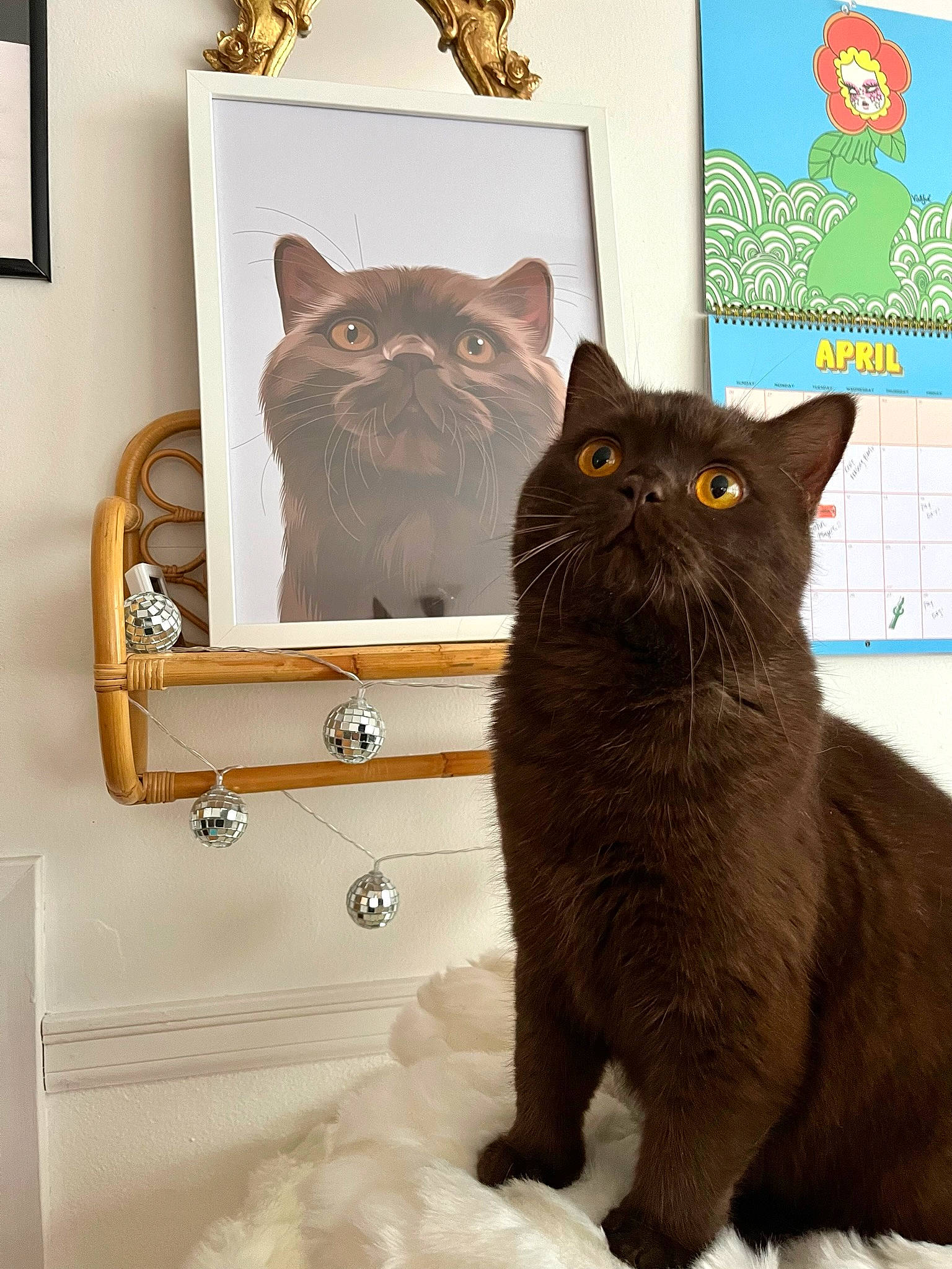 Moose is registered to the contest to win money with this photo: bathroom, black_cat, blue, brown, cabinetry, carnivore, cat, domestic_short_haired_cat, felidae, fur, grey, pet_supply, picture_frame, rectangle, shelf, small_to_medium_sized_cats, snout, tail, vertebrate, whiskers