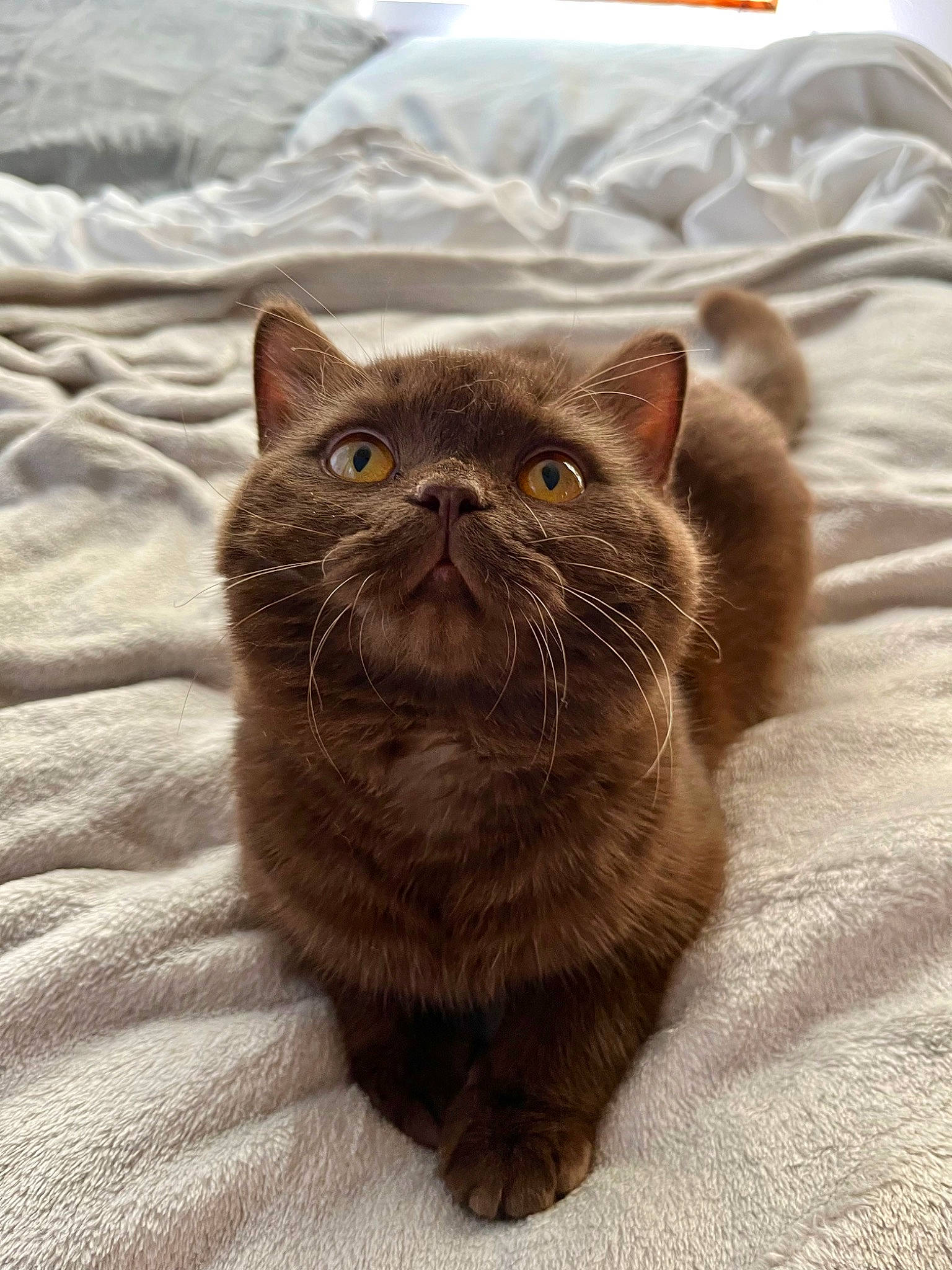 Moose joined the competition — help win amazing prizes! carnivore, cat, comfort, domestic_short_haired_cat, fawn, felidae, fur, liver, small_to_medium_sized_cats, snout, terrestrial_animal, whiskers