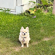 Maggie joined the competition — help win amazing prizes! dog, chihuahua, grass, yard, outdoor, pet, small_dog, collar, tag, plant, shed, flower, greenery, fence, sunlight, nature, animal, cute, sitting, fur