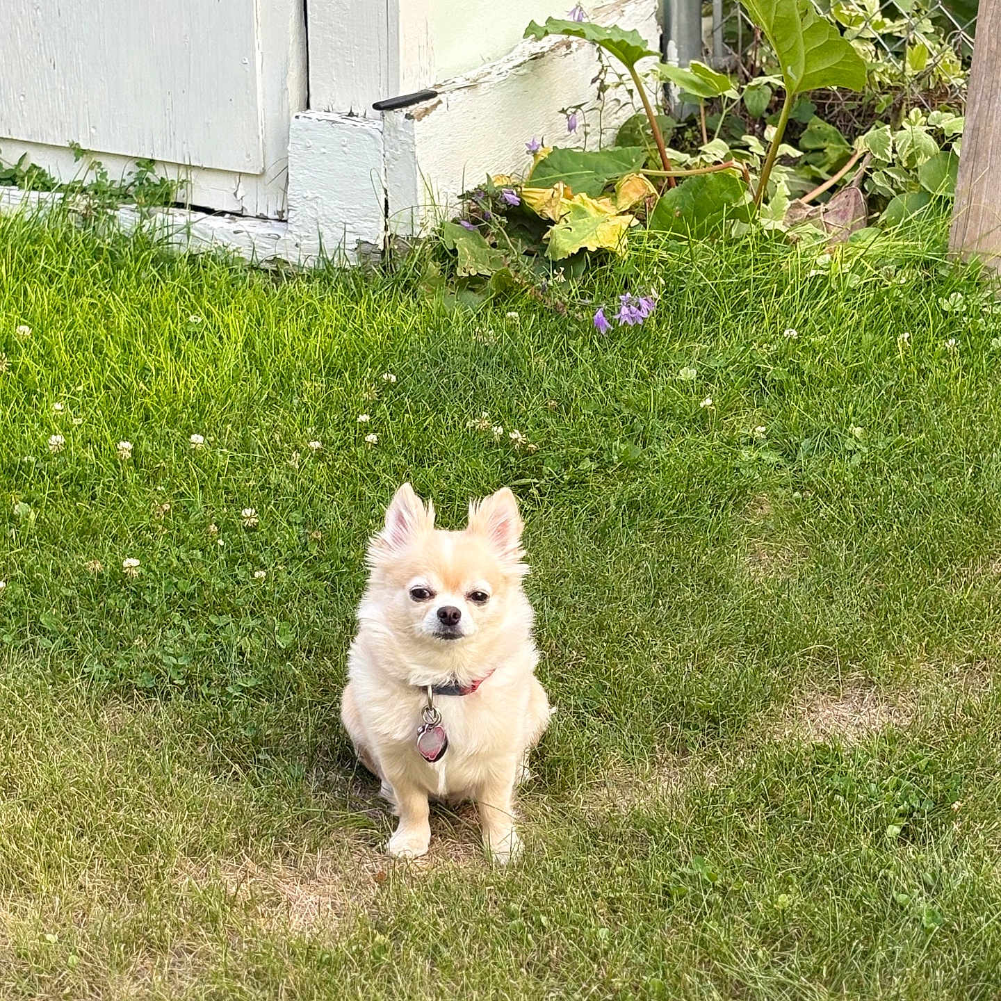 Maggie
