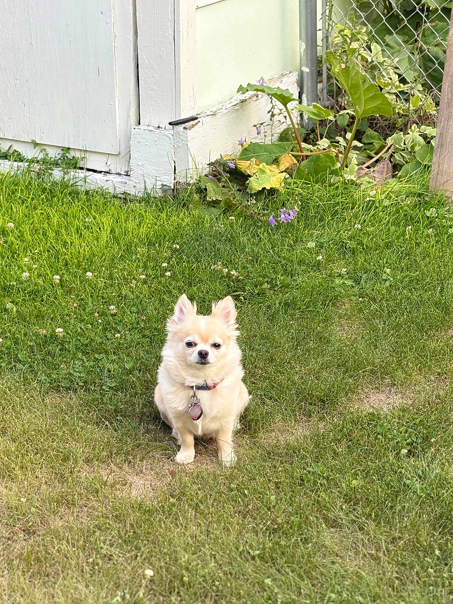 Maggie