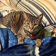 Spink joined the competition — help win amazing prizes! bell, blanket, cat, collar, comfort, couch, cozy, ears, feline, fur, green_eyes, home, indoor, paws, pet, relaxed, resting, striped, tabby, whiskers