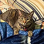bell, blanket, cat, collar, comfort, couch, cozy, ears, feline, fur, green_eyes, home, indoor, paws, pet, relaxed, resting, striped, tabby, whiskers