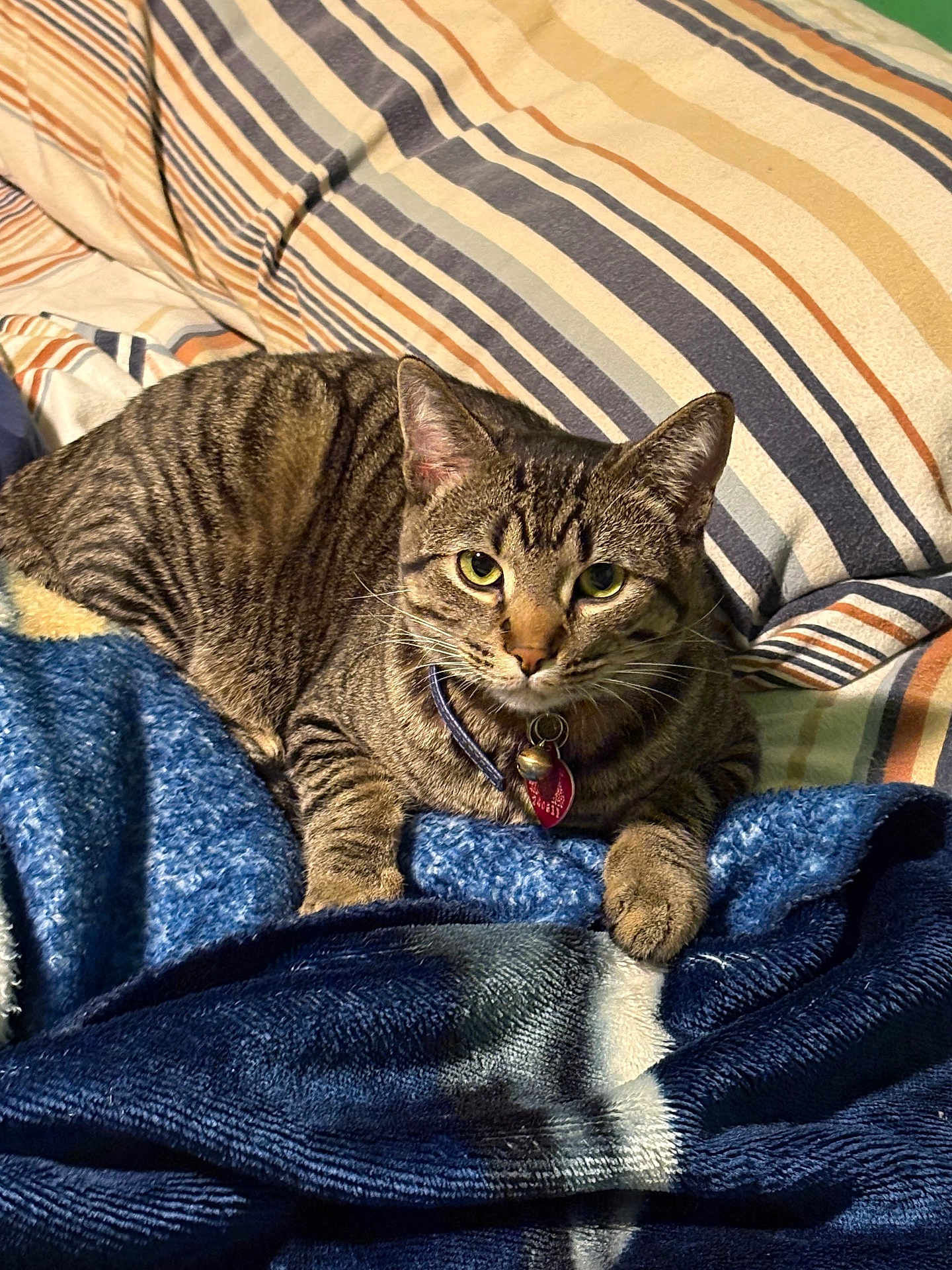 Spink
