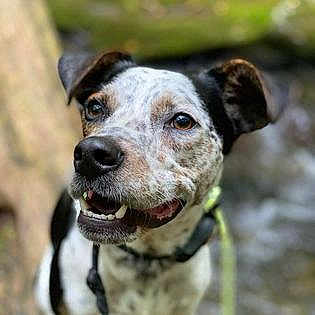 Gus