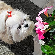 Fidji a rejoint le concours — aidez-le/la à gagner de superbes lots ! bow, close_up, curious, cute, dog, flower, fur, garden, green_leaves, nature, outdoor, pavement, pet, pink_flower, plant, small_dog, sniffing, summer, sunlight, white_dog