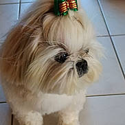 Fidji participe au concours pour gagner de l'argent avec cette photo : adorable, animal, bow, brown_fur, companion, cute, decorated, dog, domestic_animal, fluffy, fur, green_bow, indoor, looking_away, pet, portrait, small_dog, small_paws, tile_floor, white_fur
