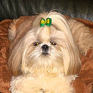 Fidji a rejoint le concours — aidez-le/la à gagner de superbes lots ! adorable, animal, bow, brown_blanket, companion, cute, dog, ears, face, fluffy, fur, indoors, long_hair, paws, pet, relaxed, resting, shih_tzu, snout, topknot