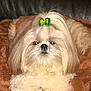 dog, shih_tzu, pet, fluffy, bow, topknot, brown_blanket, fur, cute, animal, companion, indoors, resting, long_hair, adorable, face, snout, ears, paws, relaxed