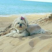 Fidji participe au concours pour gagner de l'argent avec cette photo : dog, beach, sand, sea, water, dune, bow, pet, canine, outdoor, nature, relaxing, sunny, animal, cute, fluffy, happy, lying_down, summer, coast