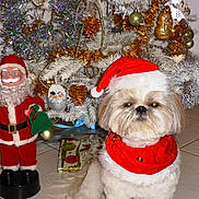 Fidji participe au concours pour gagner de l'argent avec cette photo : celebration, christmas, christmas_tree, cute, decorations, dog, festive, gift_box, holiday, indoor, ornaments, pet, pine_cones, red_clothing, santa_figurine, santa_hat, seasonal, tile_floor, tinsel, white_fur