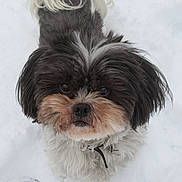 Maxx a rejoint le concours — aidez-le/la à gagner de superbes lots ! adorable, animal, black_and_white, canine, closeup, collar, cute, dog, fluffy, friendly, fur, looking_up, mammal, outdoor, pet, portrait, small_dog, snow, whiskers, winter