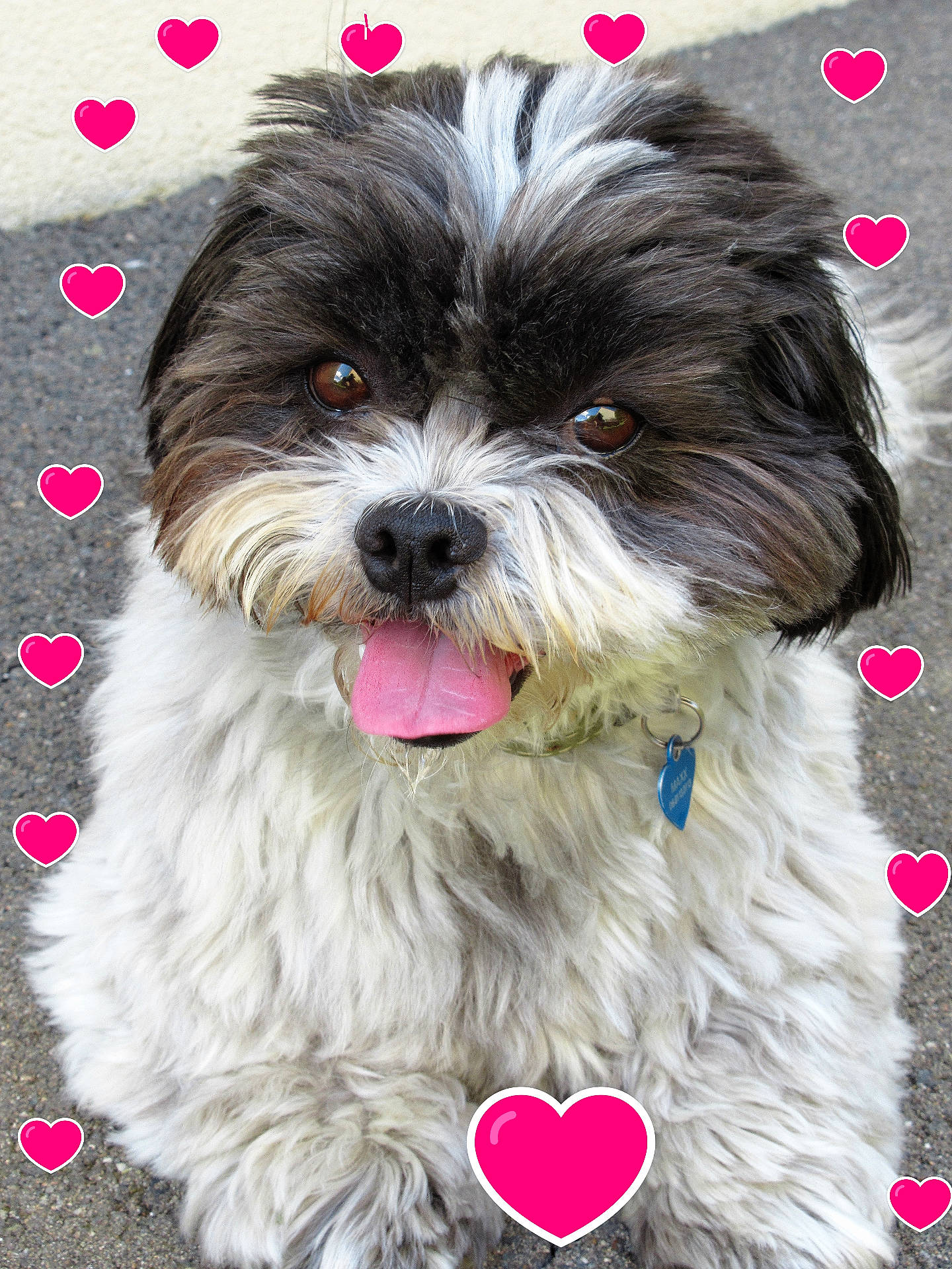 Maxx a rejoint le concours — aidez-le/la à gagner de superbes lots ! accessories, affenpinscher, animal, bodypart, canine, collar, dog, envelope, greetingcard, heart, mail, mouth, pattern, person, pet, poodle, puppy, terrier, tongue, whitedog