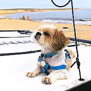 Noé participe au concours pour gagner de l'argent avec cette photo : beach, boat, calm, canine, daytime, dog, harness, lying_down, nature, ocean, outdoor, pet, relaxed, rope, sand, small_dog, summer, sunlight, vacation, water