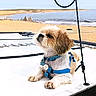Noé participe au concours pour gagner de l'argent avec cette photo : beach, boat, calm, canine, daytime, dog, harness, lying_down, nature, ocean, outdoor, pet, relaxed, rope, sand, small_dog, summer, sunlight, vacation, water