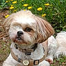 Noé participe au concours pour gagner de l'argent avec cette photo : animal, brown_fur, collar, dog, flowers, fluffy, garden, grass, greenery, harness, leash, outdoor, pet, portrait, shih_tzu, sitting, small_dog, tag, white_fur, yellow_flowers