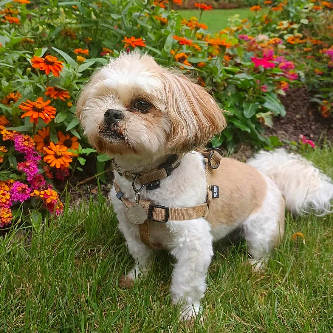 Noé participe au concours pour gagner de l'argent avec cette photo : dog, small_dog, shih_tzu, pet, portrait, fluffy, white_fur, tan_fur, collar, harness, leash, outdoor, garden, flowers, grass, colorful, standing, animal, cute, nature
