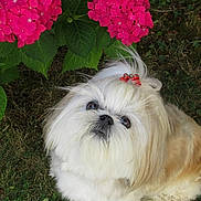 Fidji is registered to the contest to win money with this photo: adorable, animal, bow, companion, cute, dog, flower, fluffy, garden, grass, green_leaves, hydrangea, looking_up, nature, outdoor, pet, pink_flower, shih_tzu, small_dog, white_fur